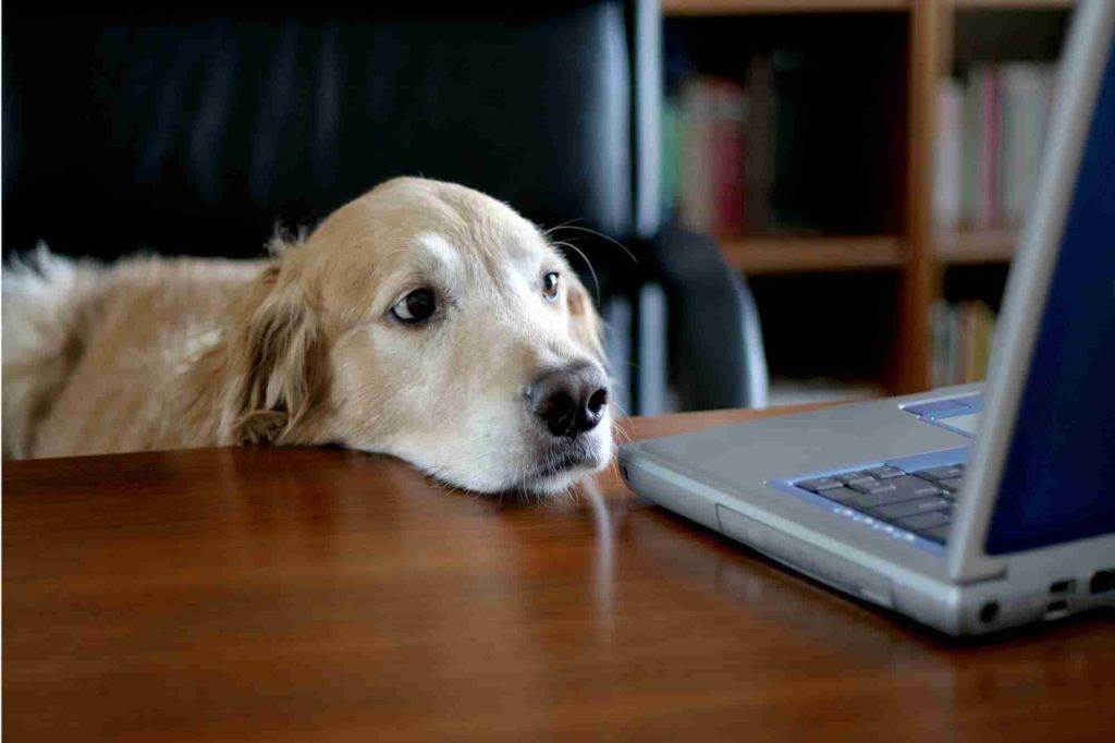 pet economy